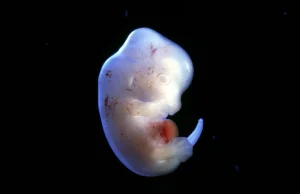[ANG] Japonia pozwala na pierwsze eksperymenty na embrionach ludzko-zwierzęcych