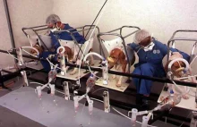 Beagle to żywe testery papierosów. Umierają w barbarzyńskich warunkach