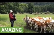 Wypasające się krowy śpieszą się, by posłuchać muzyki akordeonowej