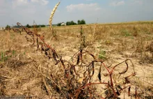 EEA bije na alarm: „Zmiany klimatu zagrażają rolnictwu w Unii Europejskiej”
