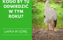 Do kogo przyleci bocian?