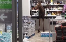 Łoś wpadł do sklepu i zniszczył alkohol [Wideo