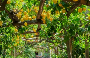 Jak zrobić limoncello. Przepis prosto z Wybrzeża Amalfitańskiego