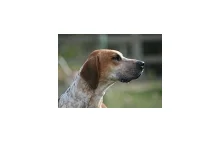 Angielski Foxhound Dog