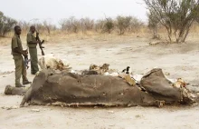 Kłusownicy zabili w Zimbabwe 300 słoni
