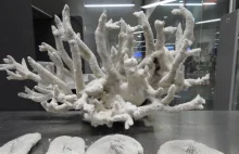 Ponad 10 kg rafy koralowej w bagażu