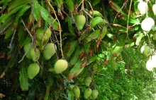 African mango (Irvingia gabonensis) - właściwości