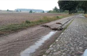 Cztery padłe dziki na środku drogi w zachodniej Polsce! Ktoś je podrzucił?