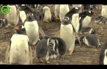 Niewychowany pingwin