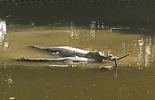 Zagrożony krokodyl złożył jaja. Szansa na uratowanie gatunku
