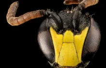 Intymne i zachwycające portrety pszczół wykonane wojskową technologią