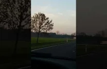 Jeleń skacze przez jezdnię, tuż przed maską samochodu!