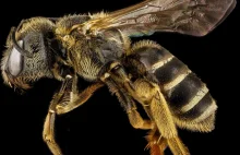 Pszczoły są teraz oficjalnie uznane za najważniejsze istoty na Ziemi