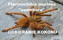 Pterinochilus murinus 'usambara'