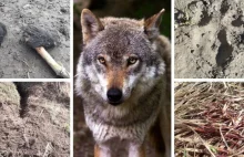 W Bieszczadach pojawiły się krzyżówki wilków z psami.
