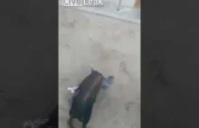 Bull-runner gets gored and stomped at Spanish Festival