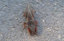 Co to za gatunek robaka?