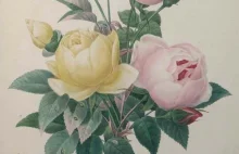 Perfekcyjne i przepiękne ilustracje botaniczne z początku XIX w.