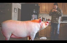 This Couple Accidentally Adopted A 650lb "Mini Pig"