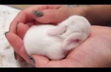 Mały króliczek i jego pierwsze chwile na świecie (｡◕‿‿◕｡)