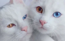 Poznaj najpiękniejsze koty bliźniacze w świecie.