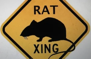 Znak drogowy: przejście dla szczurów