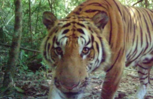 New population of rare tigers found in eastern Thailand - BBC News