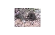Pantomima Orangutana
