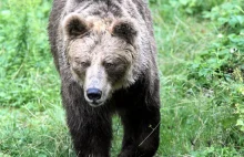 Atak niedźwiedzia w Bieszczadach.