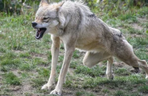 Wilk pokiereszował psa. "Dzieci są przerażone, strach wyjść na...