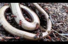 mrówki jedzą węża