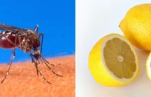 Malaria pachnąca cytryną