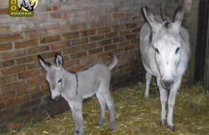 Nie żyją osiołki z poznańskiego zoo. To wina zwiedzających?