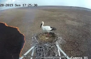 Ogromny pożar na Syberii z perspektywy... bocianiego gniazda