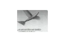 Ornithopter - samolot machający skrzydłami