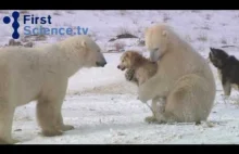 Psy i niedźwiedzie polarne na przyjacielskiej stopie.