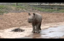 Mały nosorożec bawi się w błocie