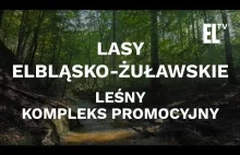 Lasy Elbląsko-Żuławskie