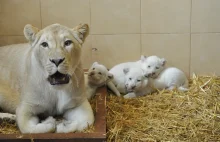 Białe lwiątka. Sensacja zoologiczna z safari w Borysewie