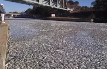 Dziesiątki tysięcy śniętych ryb w kanale w Nowym Jorku