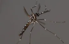 [ENG] Genetycznie zmodyfikowane komary zostaną wypuszczone w Brazylii