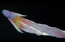 Common blanket octopus - niezwykle kolorowa ośmiornica