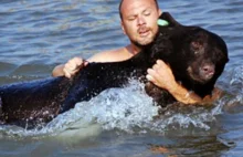 Mężczyzna uratował 170 kilogramowego niedźwiedzia przed utonięciem
