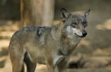 Holenderscy naukowcy: pierwszy wilk od 150 lat - to jednak nie żart