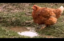 The Private Life of Chickens [EN]