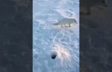 Lis polarny kradnie rybę