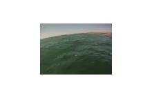 Surfer i jego pupil - 2.5 metrowy rekin - jakość HD