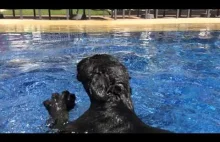 Mała, czarna pantera skacze do basenu.
