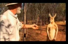 Farmer pokazuje dominację kangurowi próbując z nim walczyć