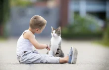 Kot najlepszym przyjacielem - rekomendujemy rasy kotów dla dzieci